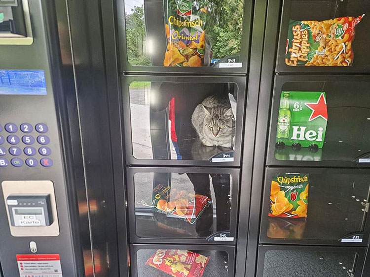 Jugendliche sperrten eine Katze in einem Klappenautomaten im Sauerland ein. Überwachungskameras filmten die Tat. Foto: Björn Dönges